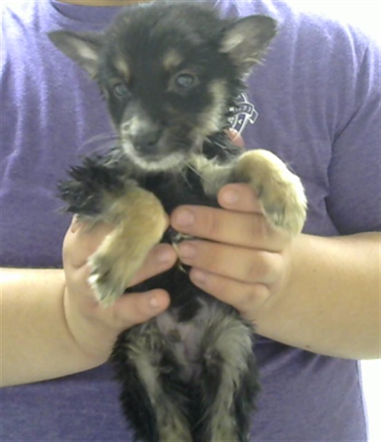 Adoptable Dog