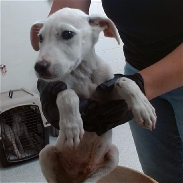 Adoptable Dog