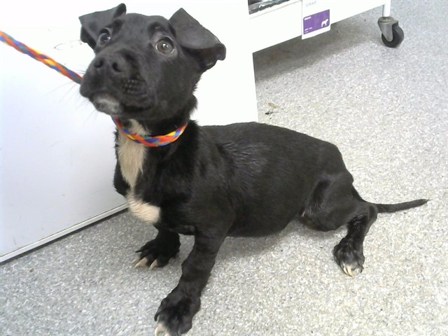 Adoptable Dog