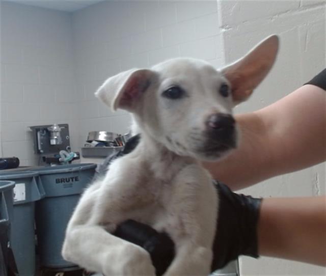 Adoptable Dog