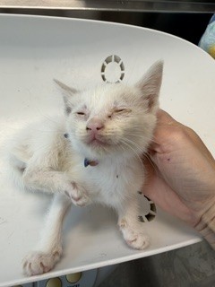 Adoptable Cat