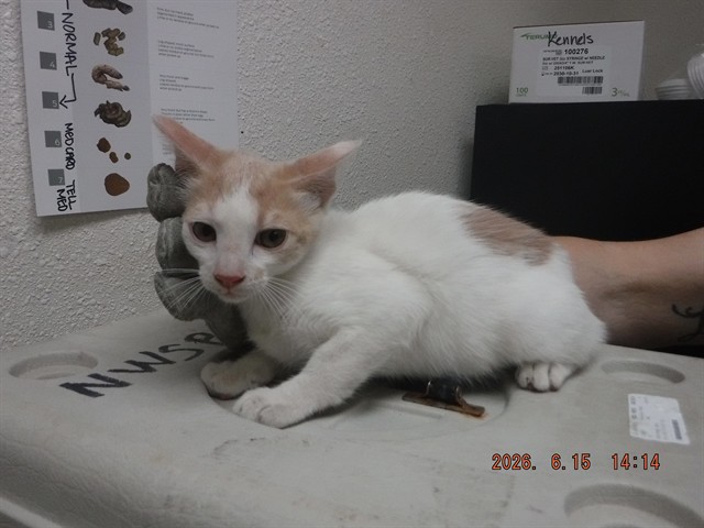 Adoptable Cat