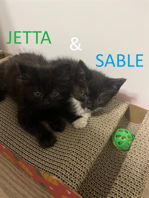 Jetta