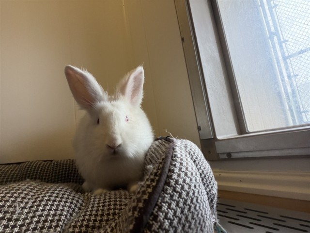 Cadbury