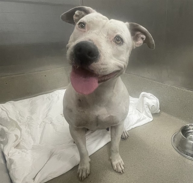 Adoptable Dog