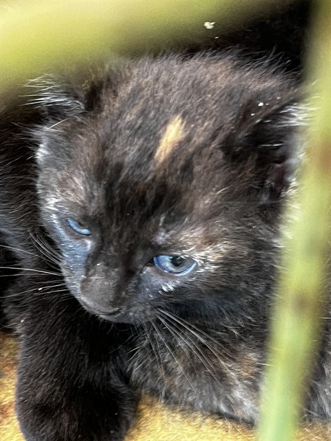 Phoebe