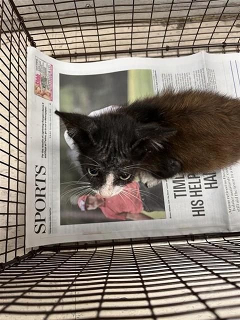 Adoptable Cat