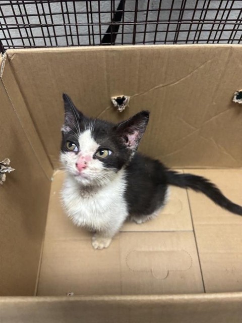 Adoptable Cat