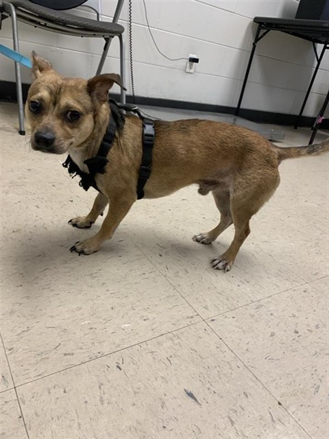 Adoptable Dog
