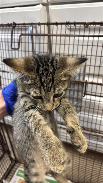 Adoptable Cat