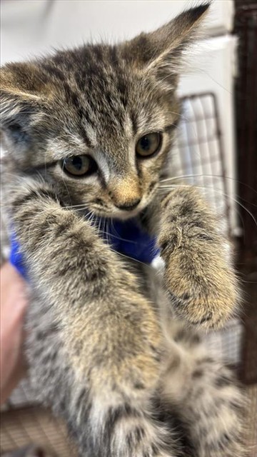 Adoptable Cat