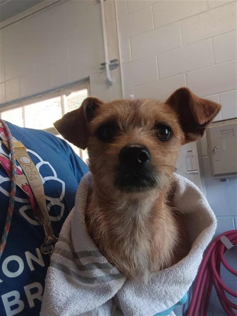 Adoptable Dog