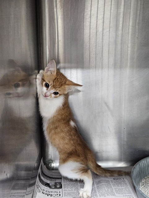Adoptable Cat