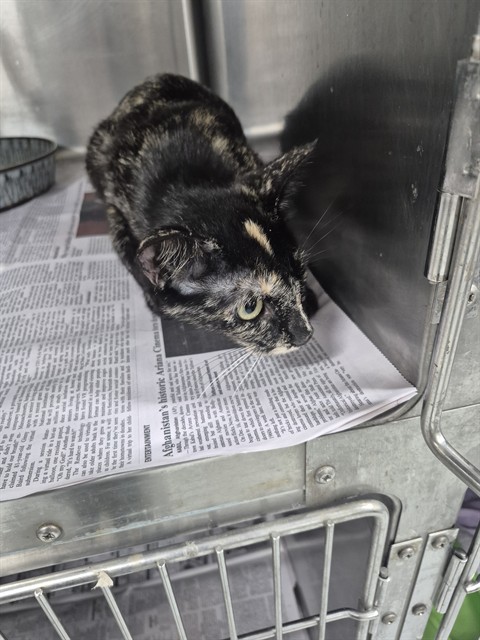 Adoptable Cat