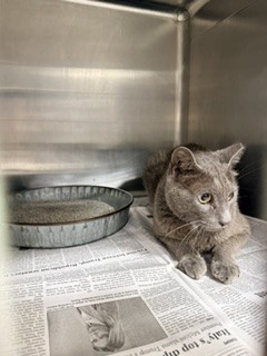 Adoptable Cat