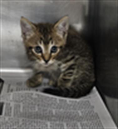 Adoptable Cat