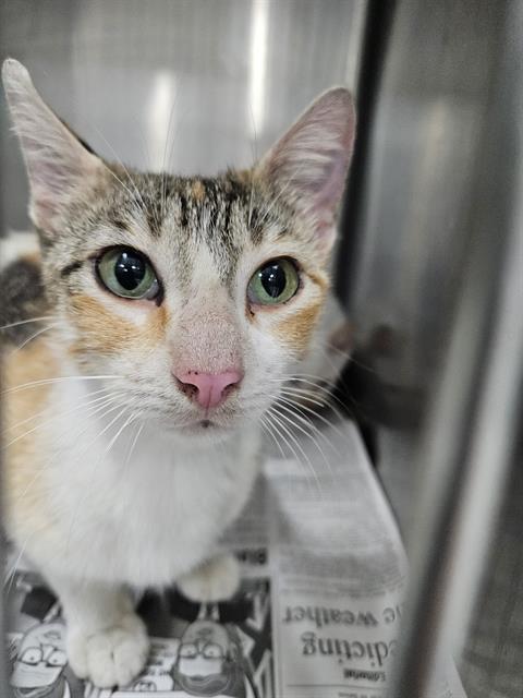 Adoptable Cat