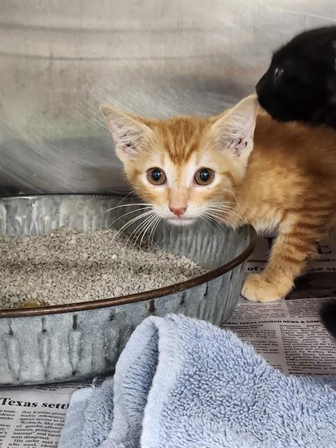 Adoptable Cat