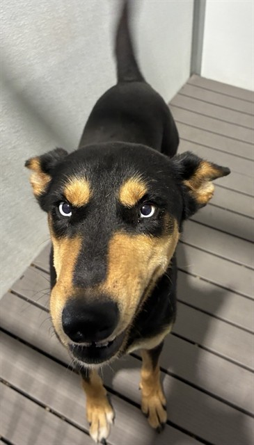 Sammy