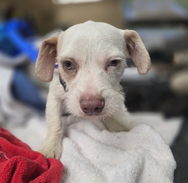 Adoptable Dog