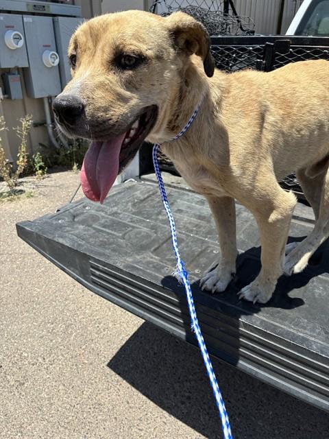 Adoptable Dog