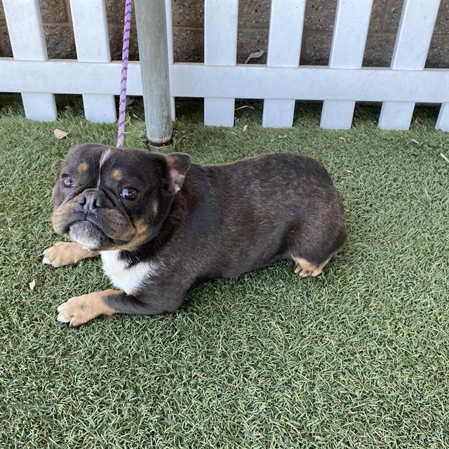 Adoptable Dog