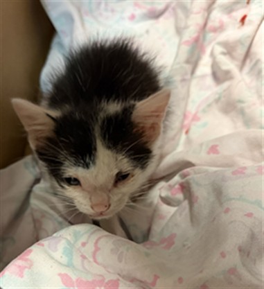 Adoptable Cat