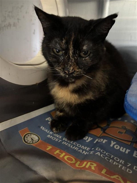 Unk 2 (Torti
