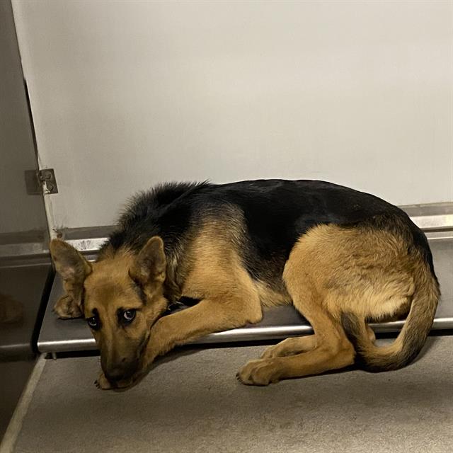 Adoptable Dog