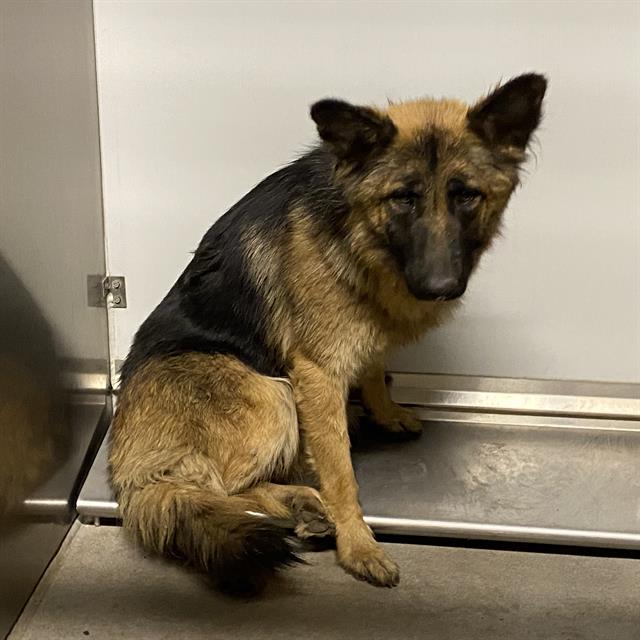 Adoptable Dog