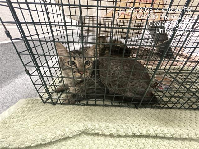 Adoptable Cat