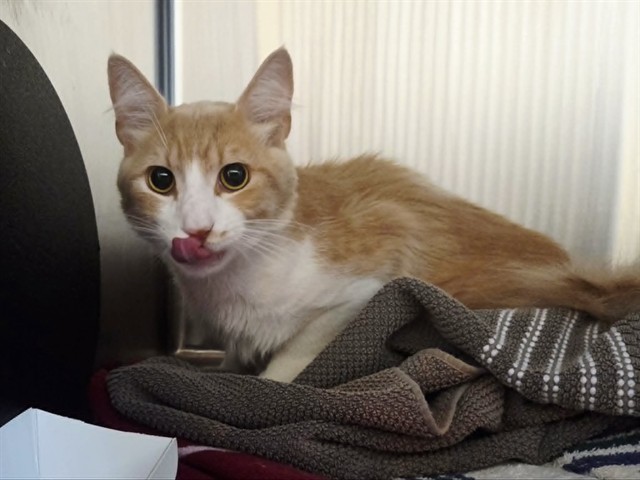 Adoptable Cat