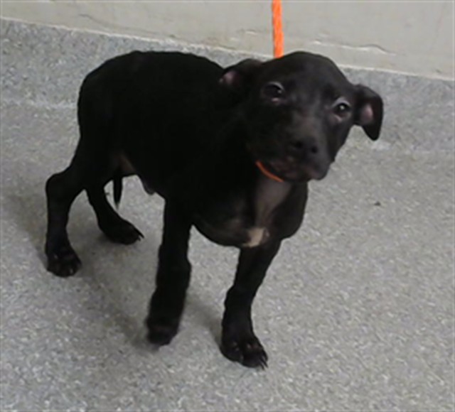 Adoptable Dog