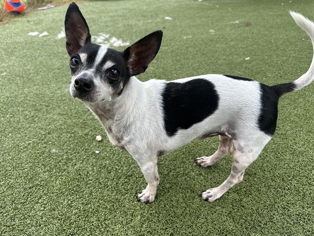 Adoptable Dog