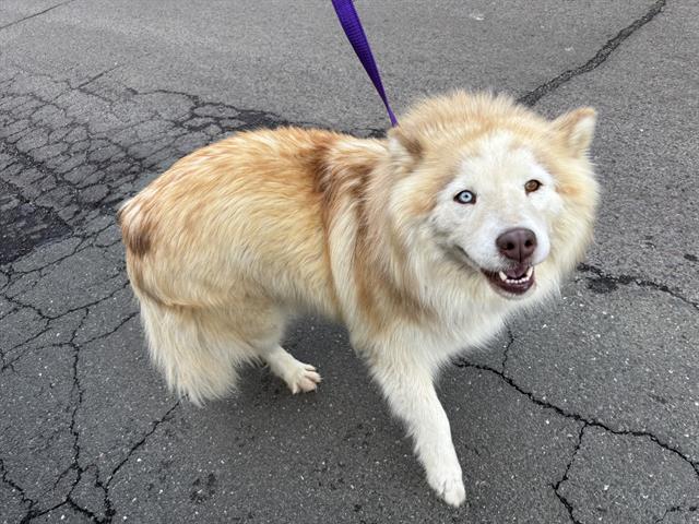 Nala