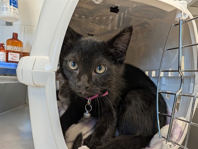 Adoptable Cat