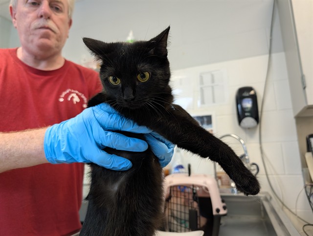 Adoptable Cat