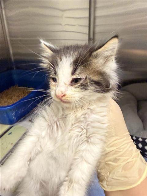 Adoptable Cat