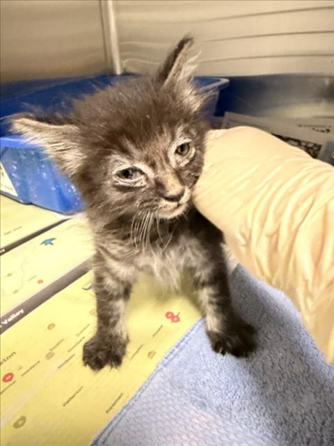 Adoptable Cat