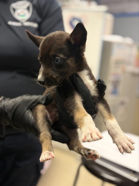 Adoptable Dog