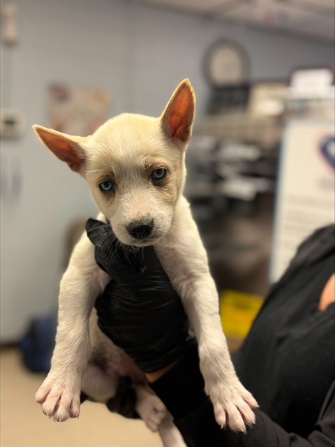 Adoptable Dog