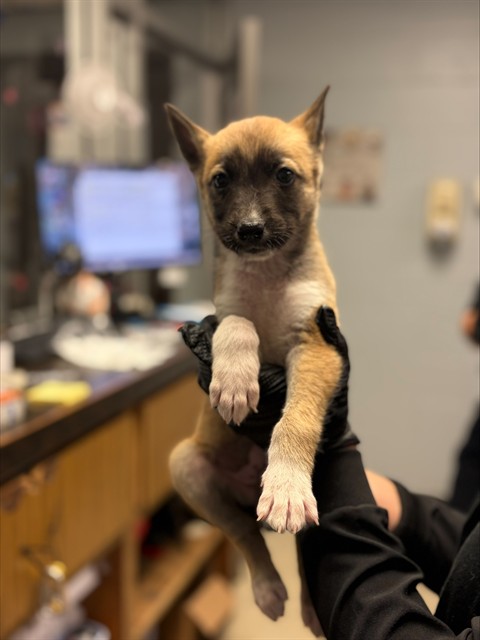 Adoptable Dog