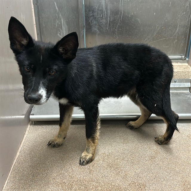 Adoptable Dog