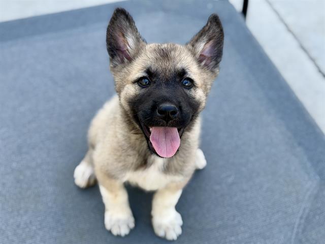 Adoptable Dog