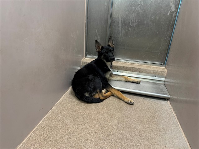 Adoptable Dog