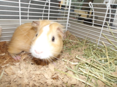 Janitzu