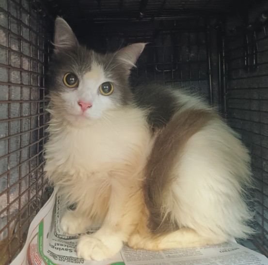 Mimi