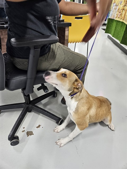 Adoptable Dog