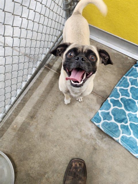 Adoptable Dog
