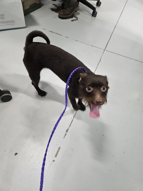 Adoptable Dog